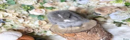 Mini Lop rabbits for sale: MINI LOPS | PEDIGREE  - Advert 8