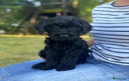 Goldendoodle dogs for sale: F1 Standard Golden Doodles last 1 female - Image 5