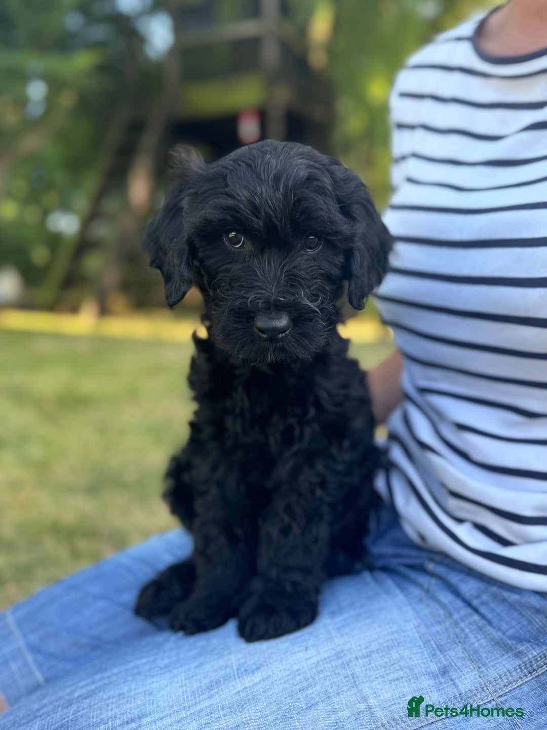 Goldendoodle dogs for sale: F1 Standard Golden Doodles last 1 female - Image 5