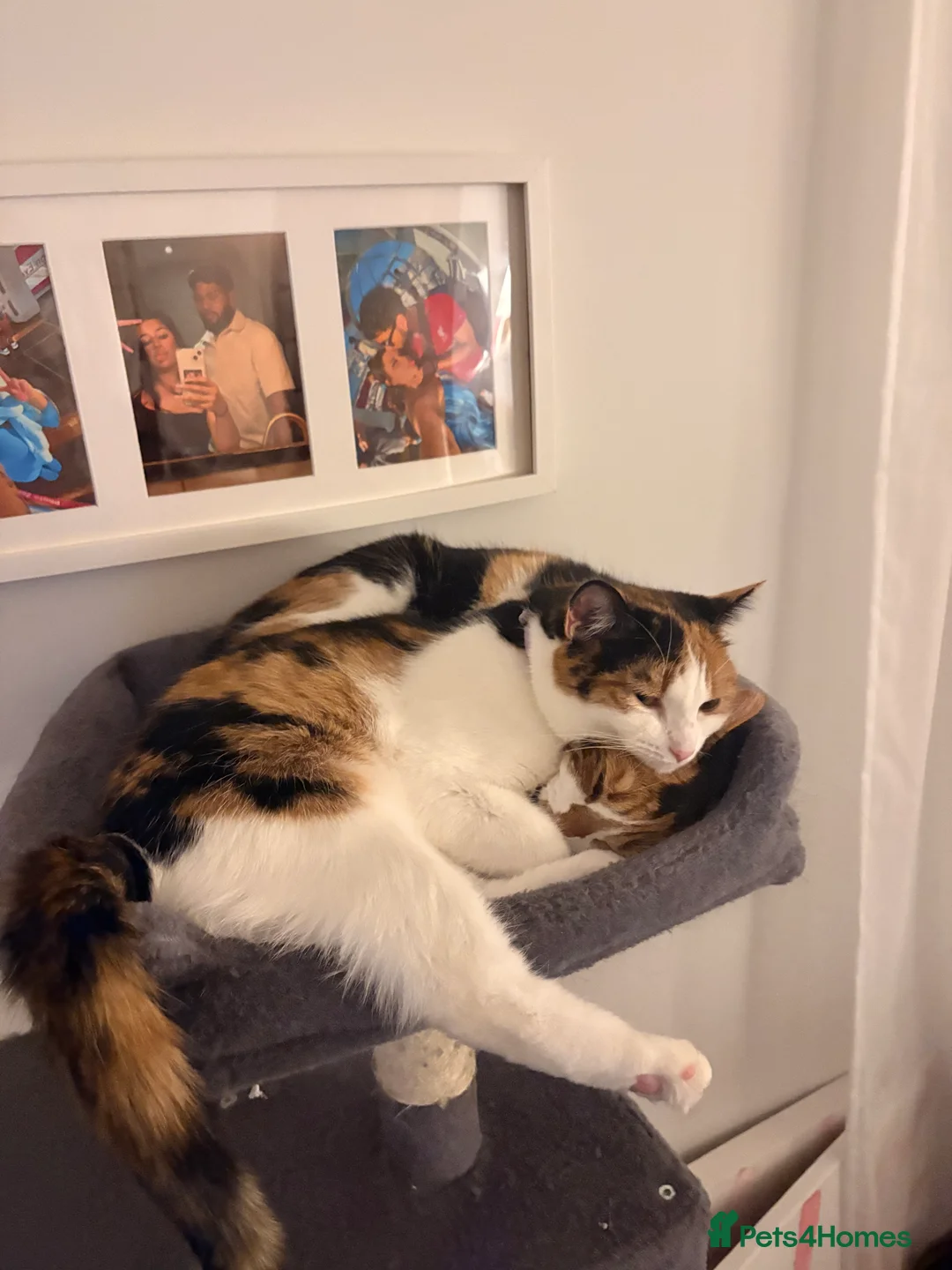 Mixed Breed cats for sale: Mochi Kimchi & Miso - Advert 25