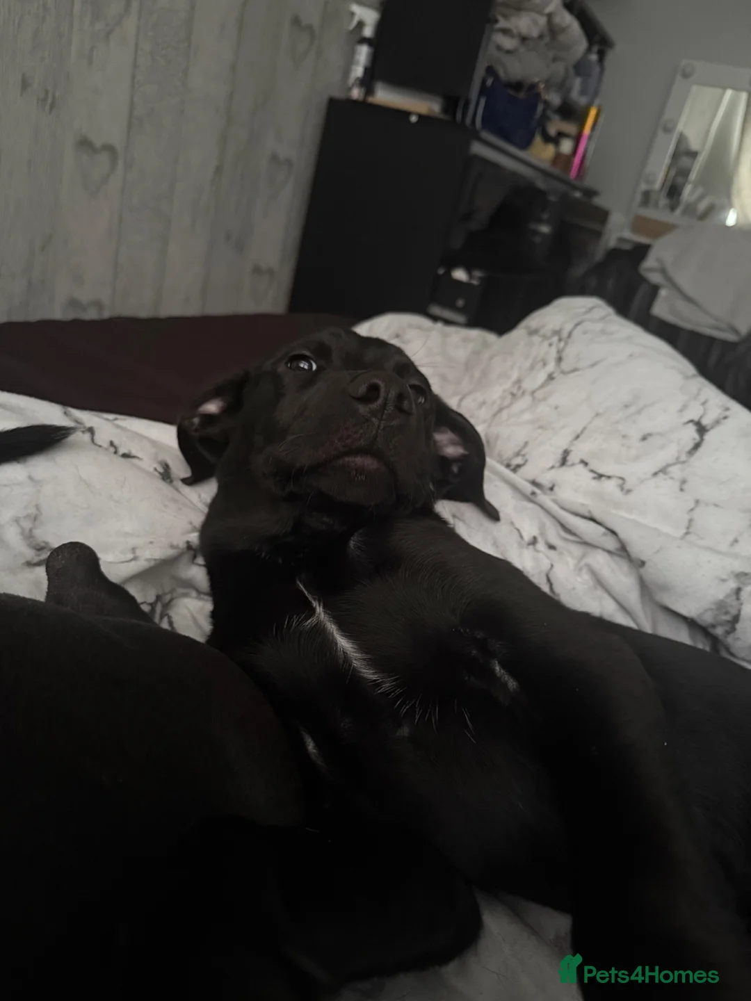Mixed Breed dogs for sale: Smokey (6 months) in Southampton - Advert 3