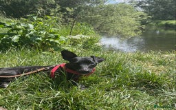 Mixed Breed dogs for sale: Jack Russell X Mixed Breed ‘Jet’ - Image 4
