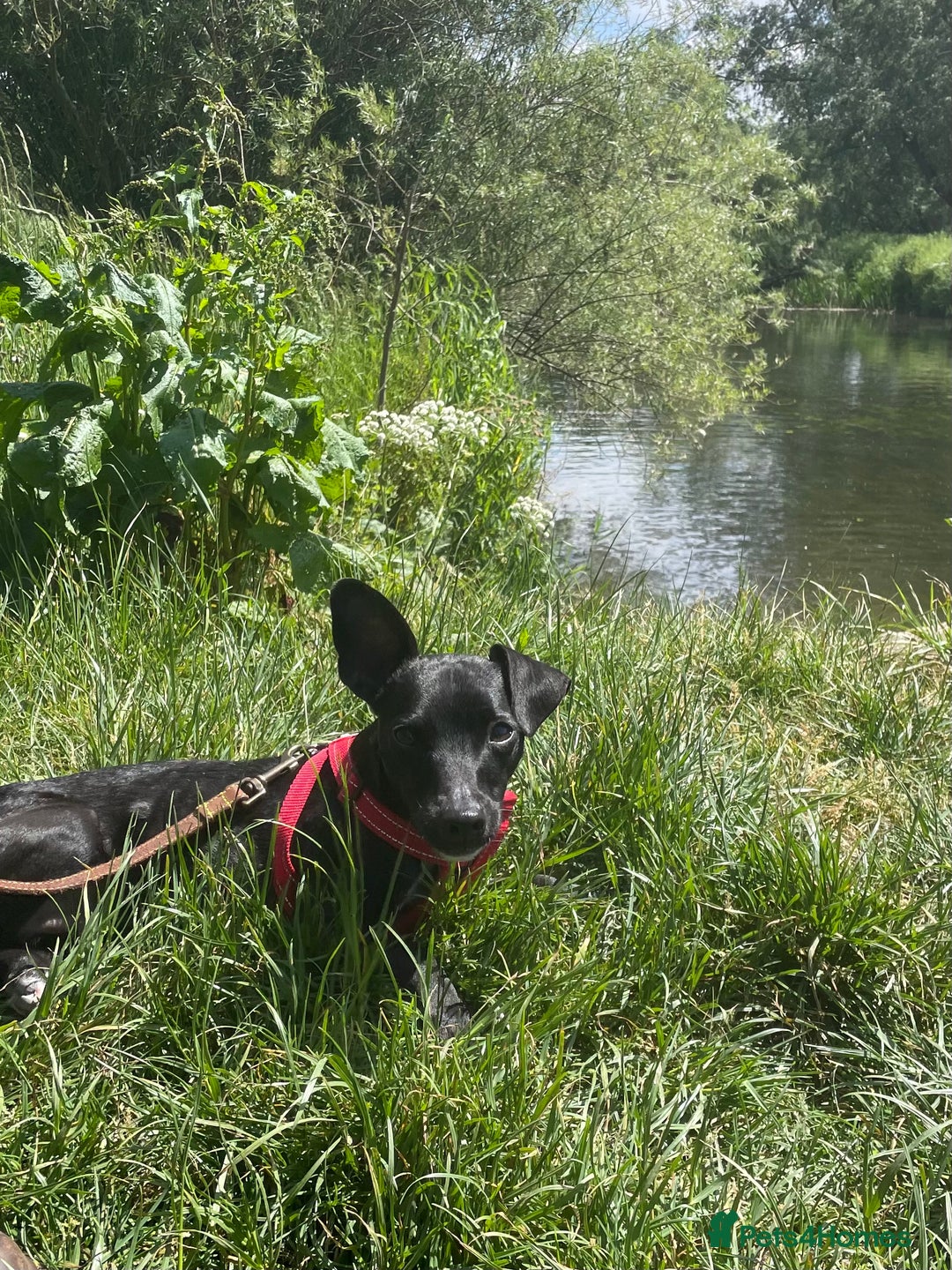 Mixed Breed dogs for sale: Jack Russell X Mixed Breed ‘Jet’ - Image 4