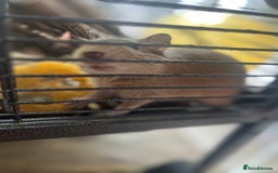 Degus rodents for sale: Baby Degus looking for loving homes - Image 10
