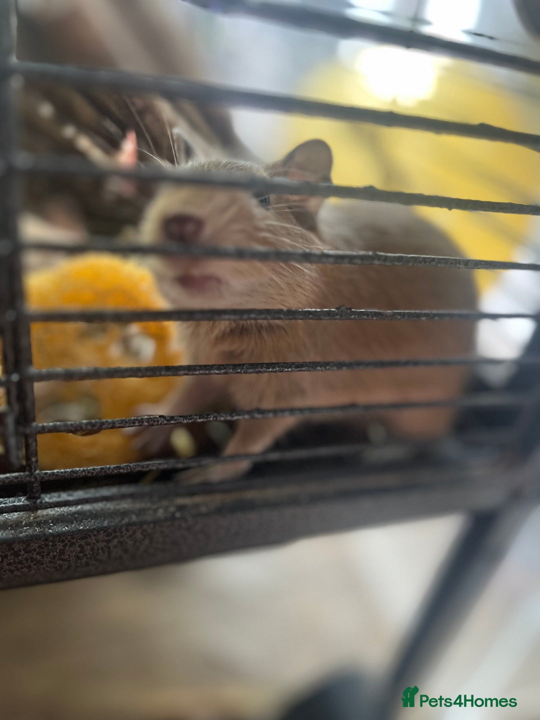 Degus rodents for sale: Baby Degus looking for loving homes - Image 10