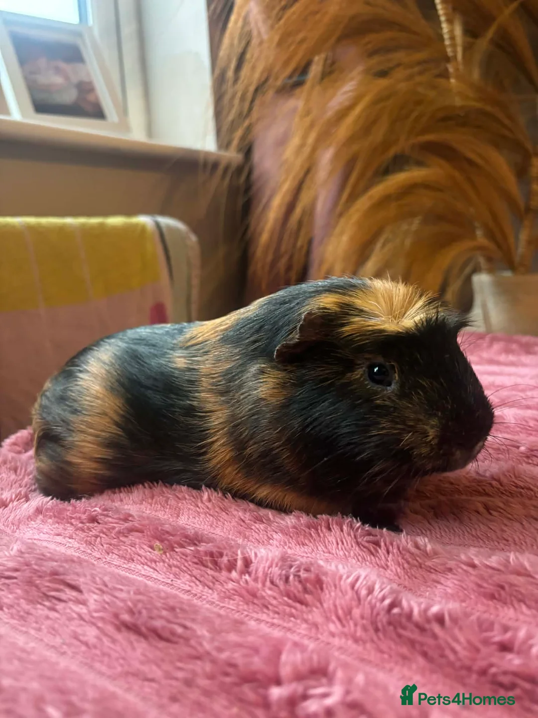 Guinea Pig rodents for sale: 2 Bonded Male Guniea Pigs - Advert 2