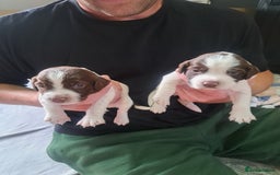 English Springer Spaniel dogs for sale: English springer spaniel pups - Image 2