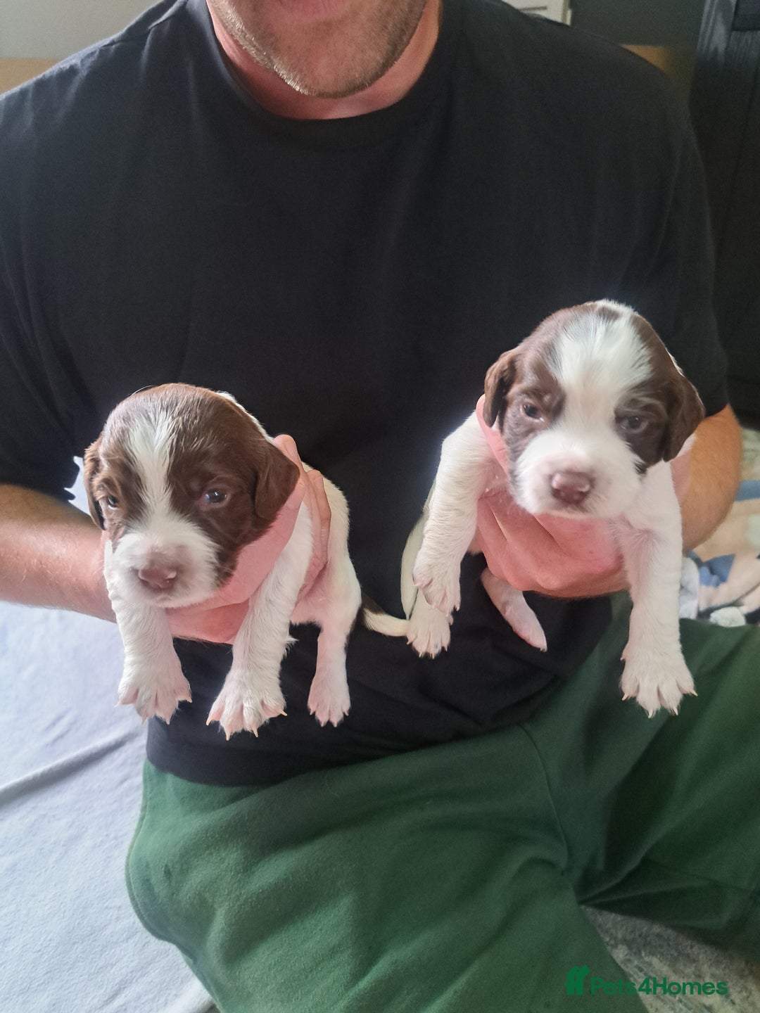 English Springer Spaniel dogs for sale: English springer spaniel pups - Image 2