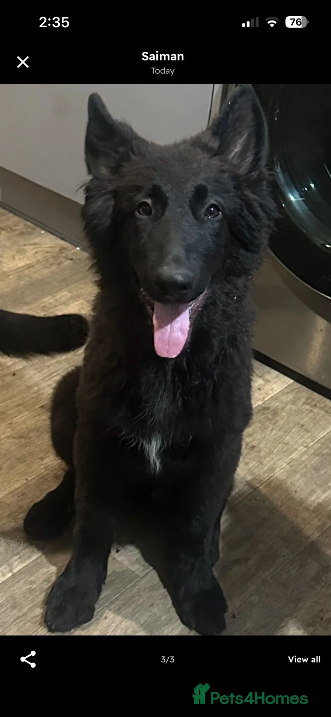 German Shepherd dogs for sale: German Shepherd puppy! in Stockport - Advert 2