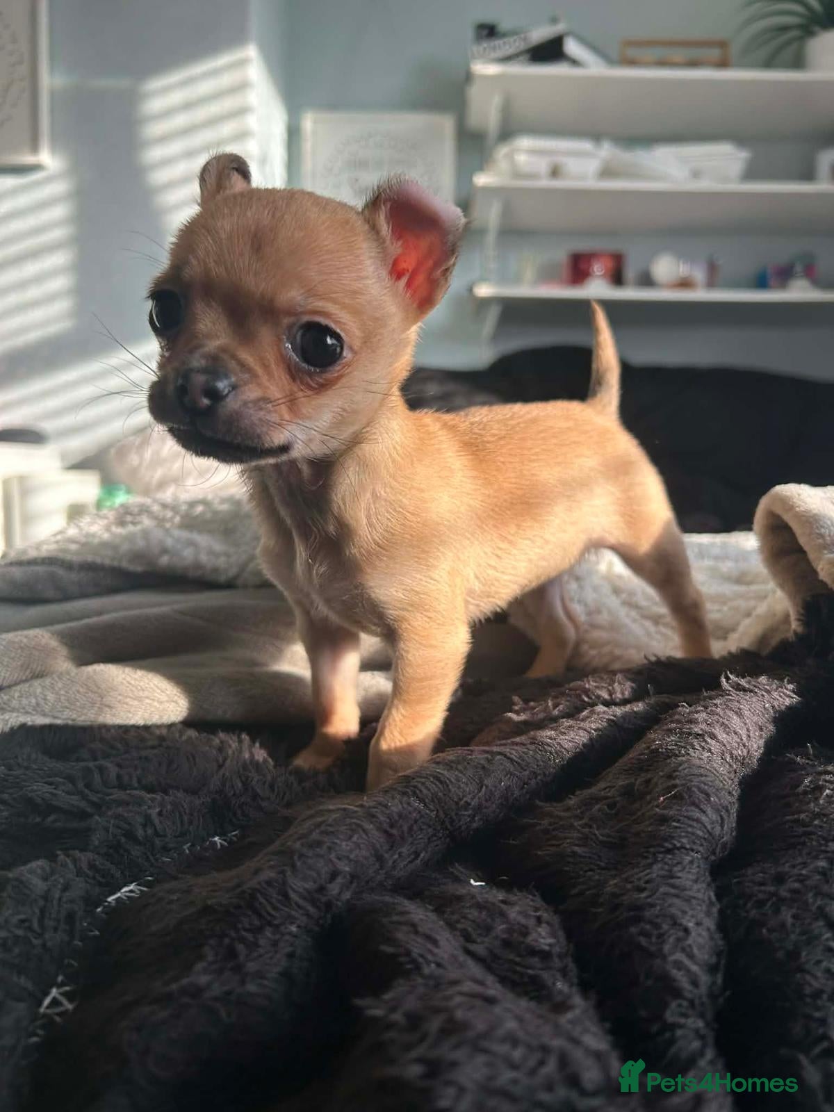 Chihuahua dogs Chihuahua female puppy, Ready now - Advert 16