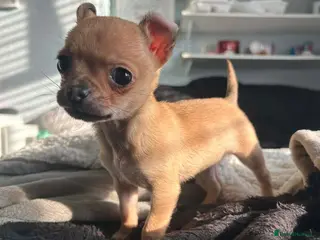 Chihuahua dogs Chihuahua female puppy, Ready now - Advert 16