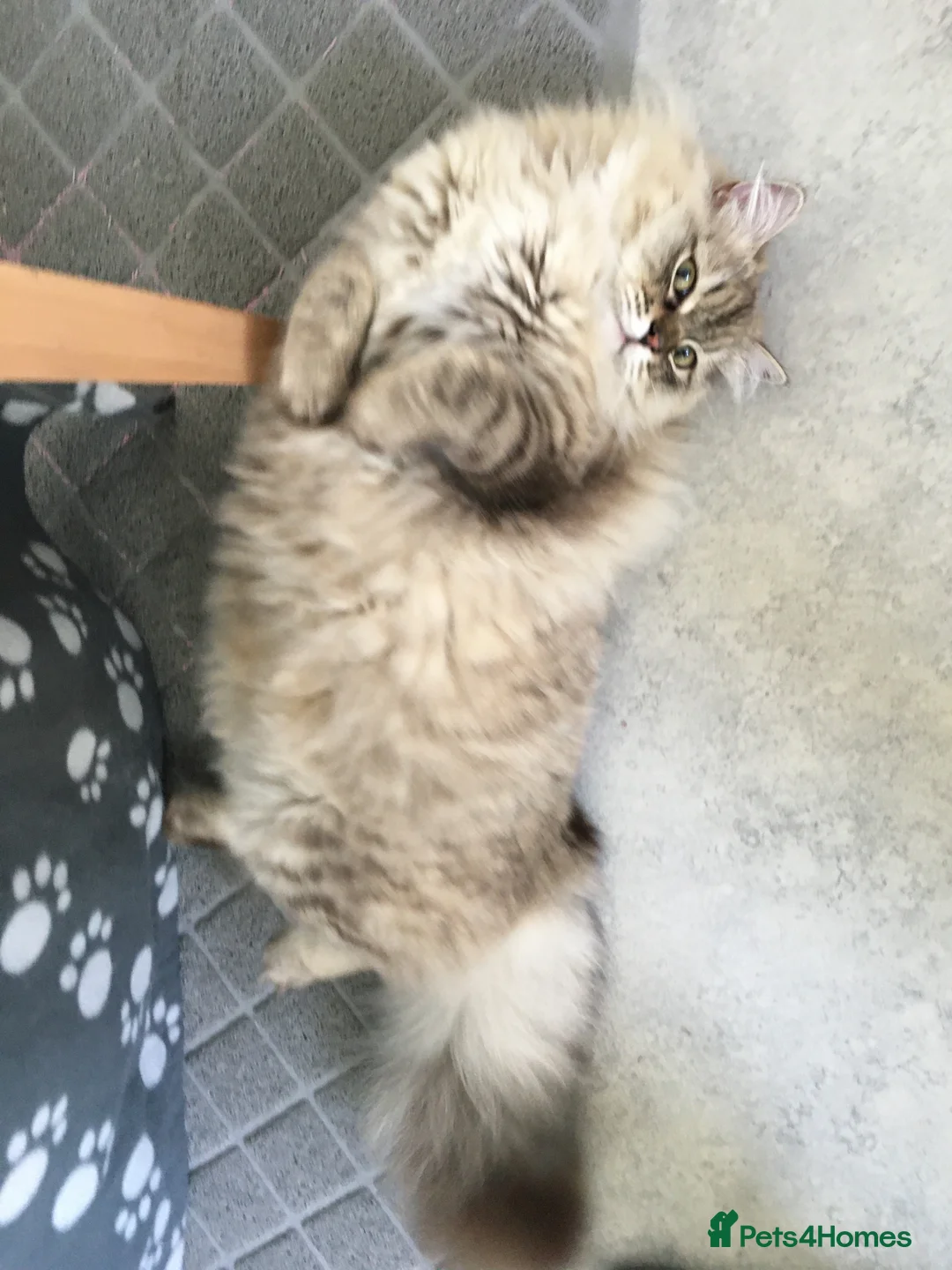 RagaMuffin cats for sale: Rare GCCF RagaMuffin kitten in Exeter - Advert 2
