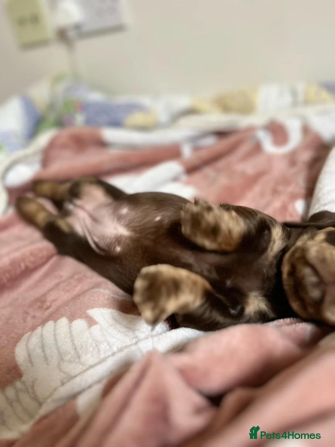 Miniature Dachshund dogs for sale: . Mini Dutch Hound Pups – Choc & Dapple - Advert 30