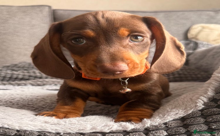 Dachshund dogs - Advert 1