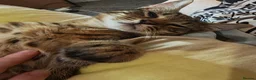 Mixed Breed cats for sale: Beautiful tiger boy - Advert 7