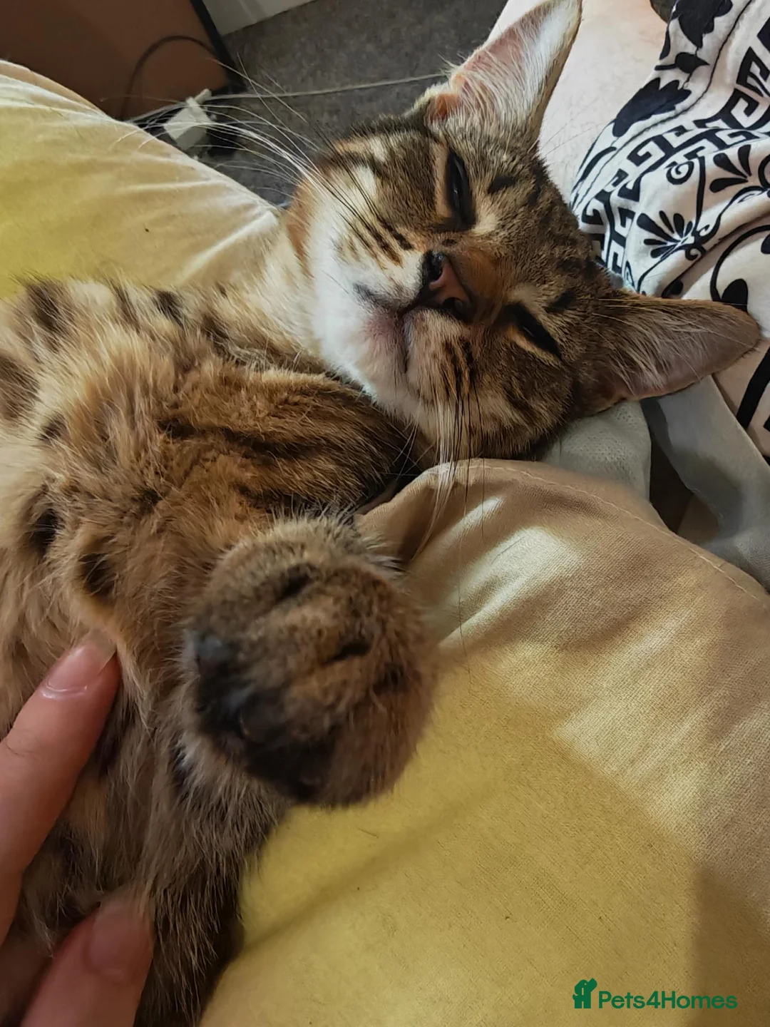 Mixed Breed cats for sale: Beautiful tiger boy - Advert 7