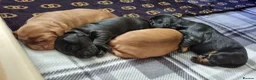 Cocker Spaniel dogs for sale: 🐾 Show Type Cocker Spaniel Boys – 2 Available - Advert 7