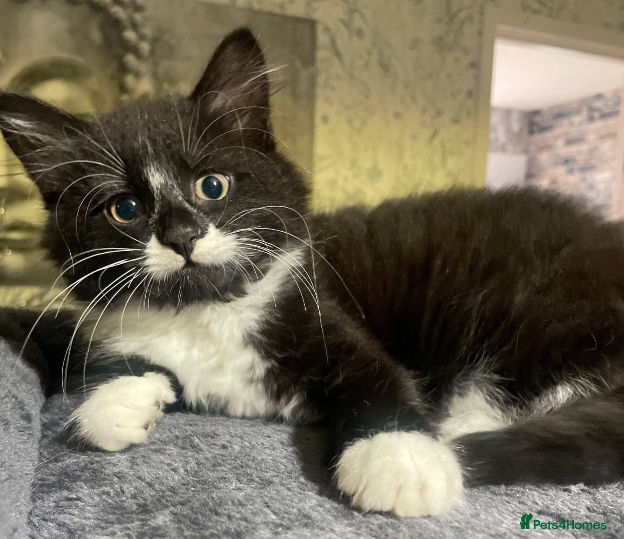 Norwegian Forest Cat cats Norwegian Forrest Cat mix bread  - Advert 7