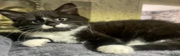 Norwegian Forest Cat cats for sale: Norwegian Forrest Cat mix bread  - Advert 4