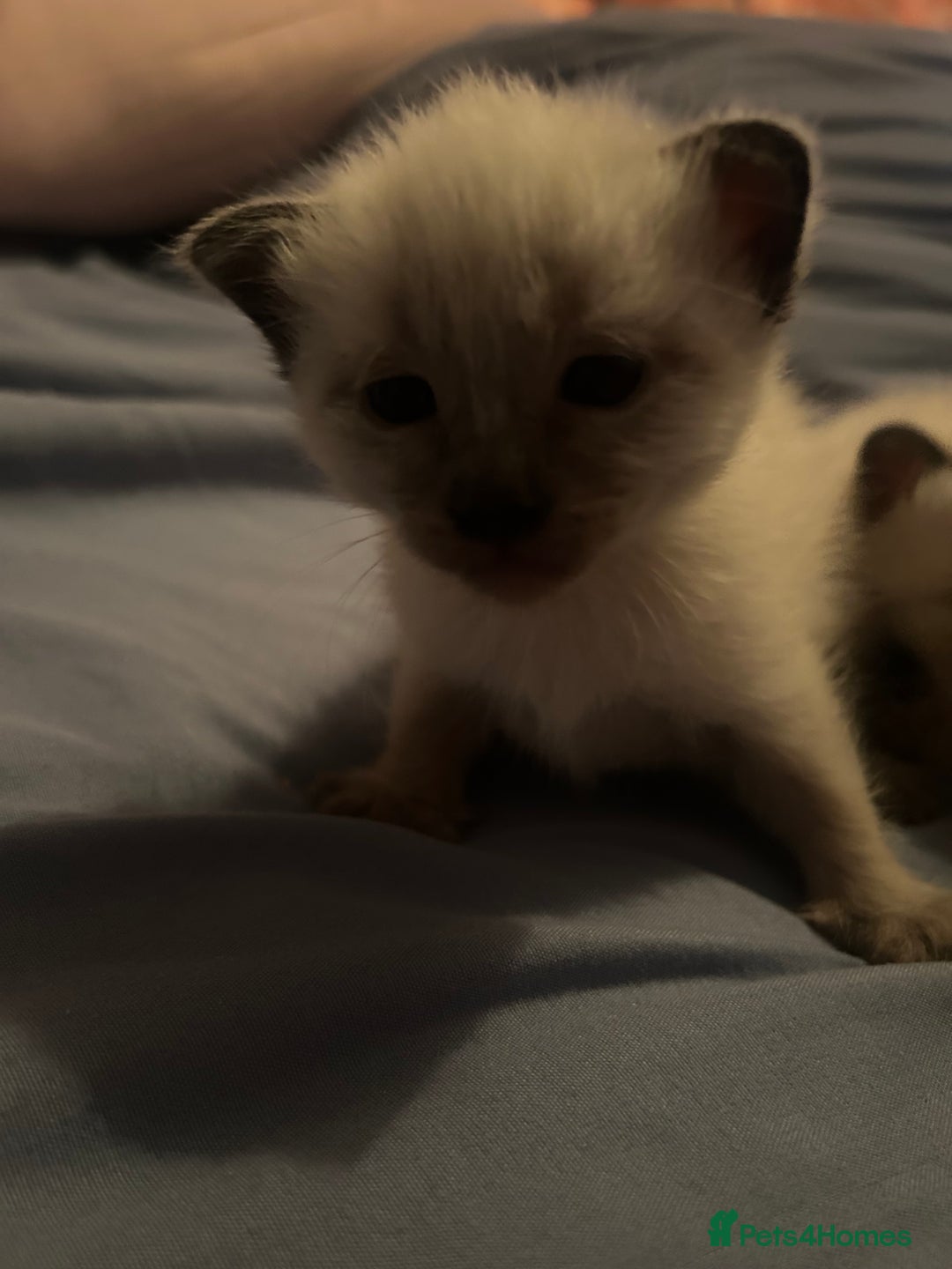 Siamese cats for sale: 6 adorable Siamese kittens  - Advert 11