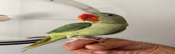 Parrots birds for sale: Beautiful Young Alexandrian Parrot – With Cage - Advert 3