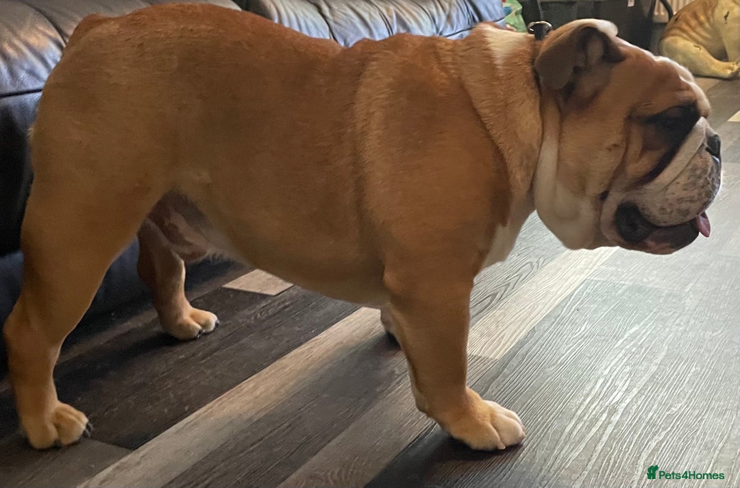 English Bulldog dogs for stud: Champion sired Gold Health Tested Bulldog Stud Dog - Advert 2