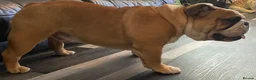 English Bulldog dogs for stud: Champion sired Gold Health Tested Bulldog Stud Dog - Advert 2