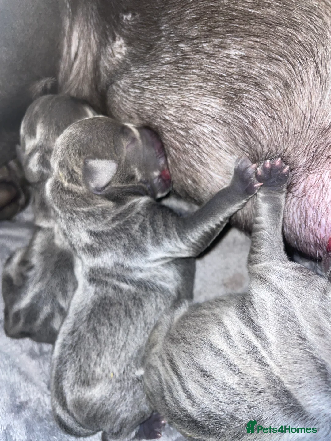 Staffordshire Bull Terrier dogs for sale: 7 beautiful KC staffy puppy’s - Advert 1