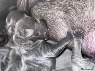 Staffordshire Bull Terrier dogs 7 beautiful KC staffy puppy’s - Advert 1