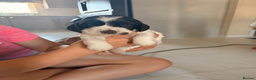 Cocker Spaniel dogs for sale: STUNNING KC REGISTERED COCKER SPANIEL PUPPIES   - Advert 8