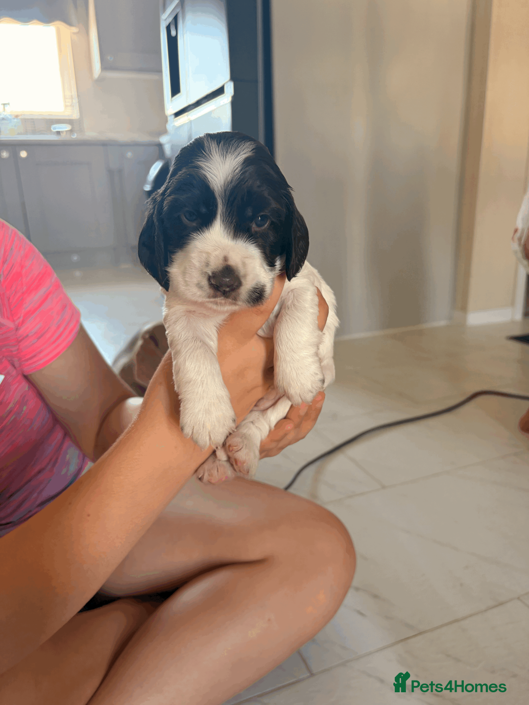 Cocker Spaniel dogs for sale: STUNNING KC REGISTERED COCKER SPANIEL PUPPIES   - Advert 8