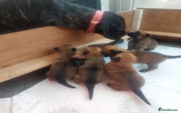 Belgian Shepherd Dog dogs for sale: PuppiesDWKC registered Working Line,Tested Parents - Image 27