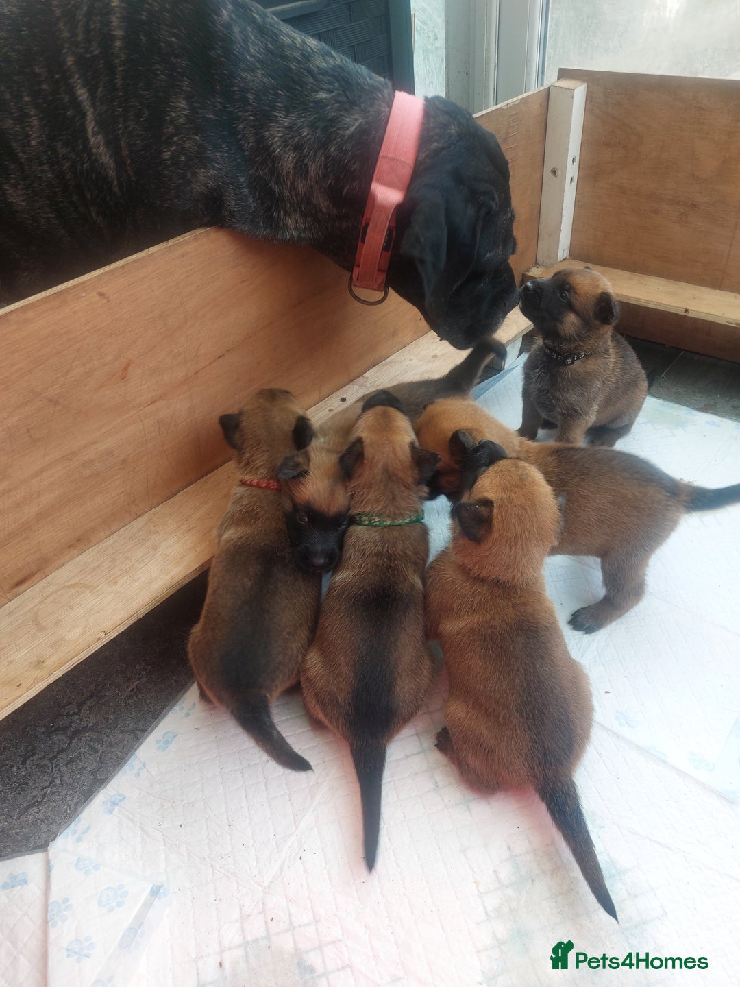 Belgian Shepherd Dog dogs for sale: PuppiesDWKC registered Working Line,Tested Parents - Image 27