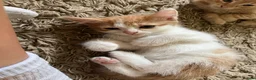 Mixed Breed cats for sale: Ready for New Adventures 🏠  - Advert 14