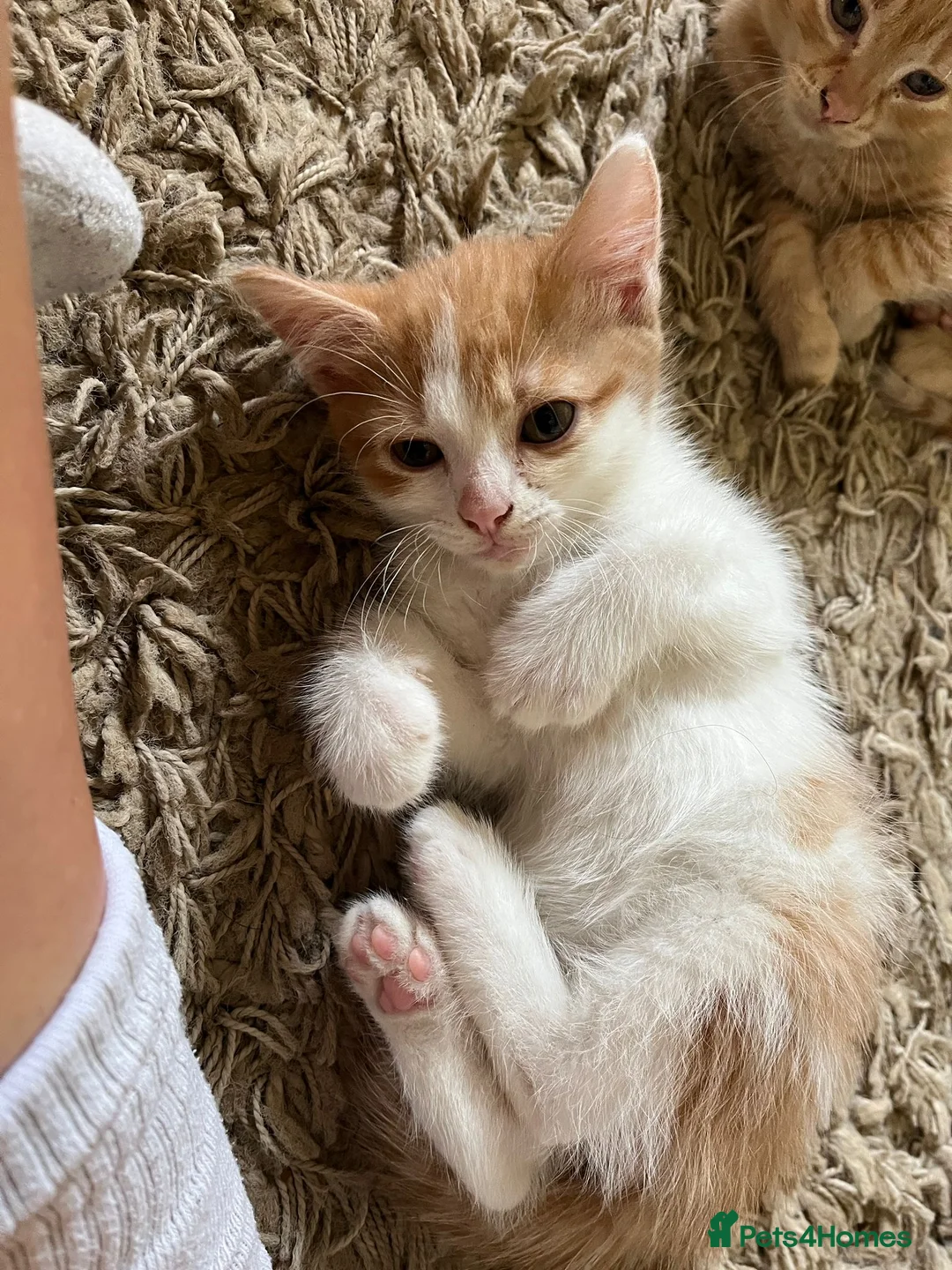 Mixed Breed cats for sale: Ready for New Adventures 🏠  - Advert 14