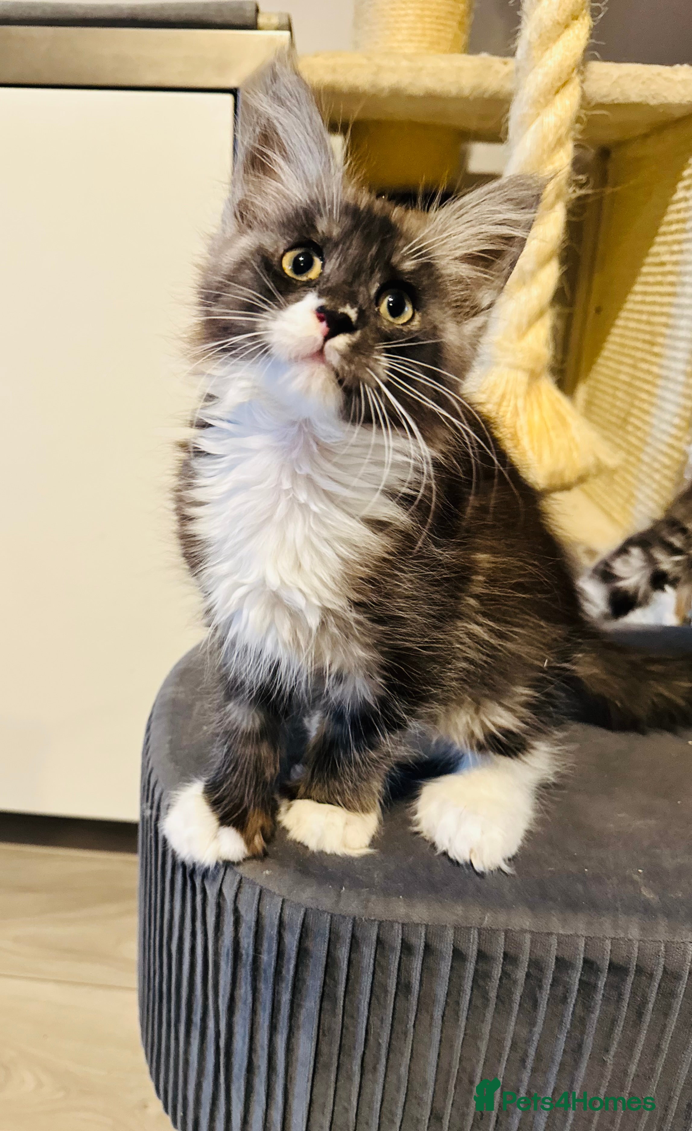 Maine Coon cats Maine coon TICA reg polydactyl boy black smoke  - Advert 17