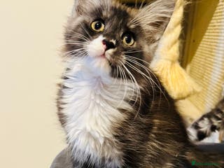 Maine Coon cats Maine coon TICA reg polydactyl boy black smoke - Advert 17