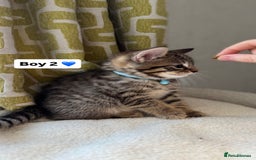 Mixed Breed cats for sale: 2 boys & 2 girls beautiful kittens - Image 4