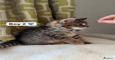 Mixed Breed cats - Advert 14