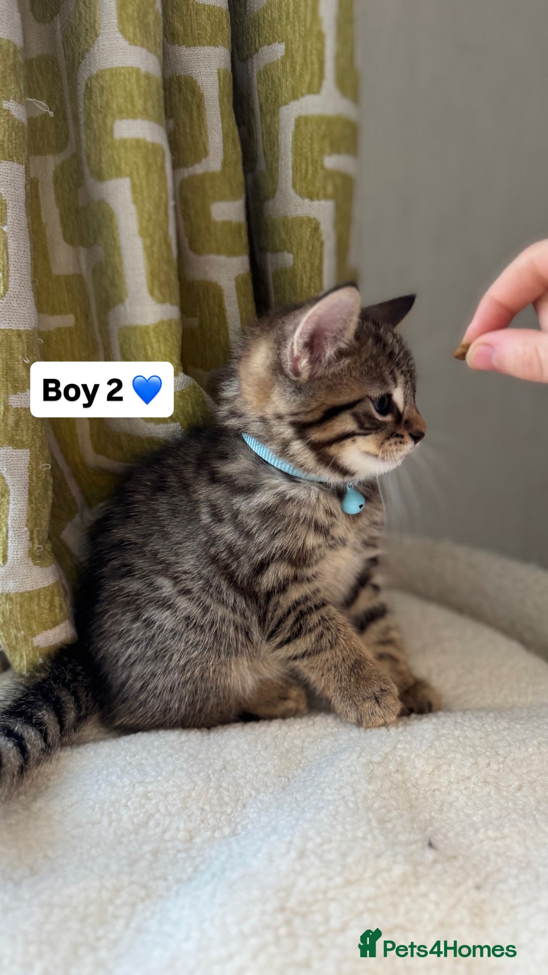 Mixed Breed cats for sale: 2 boys & 2 girls beautiful kittens - Image 4