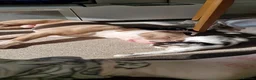 American Bulldog dogs for stud: Stunning American Bulldog for stud - Advert 6