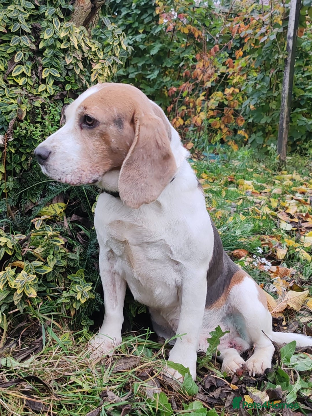 Beagle dogs for adoption: Charlie - the Beagle - Image 7