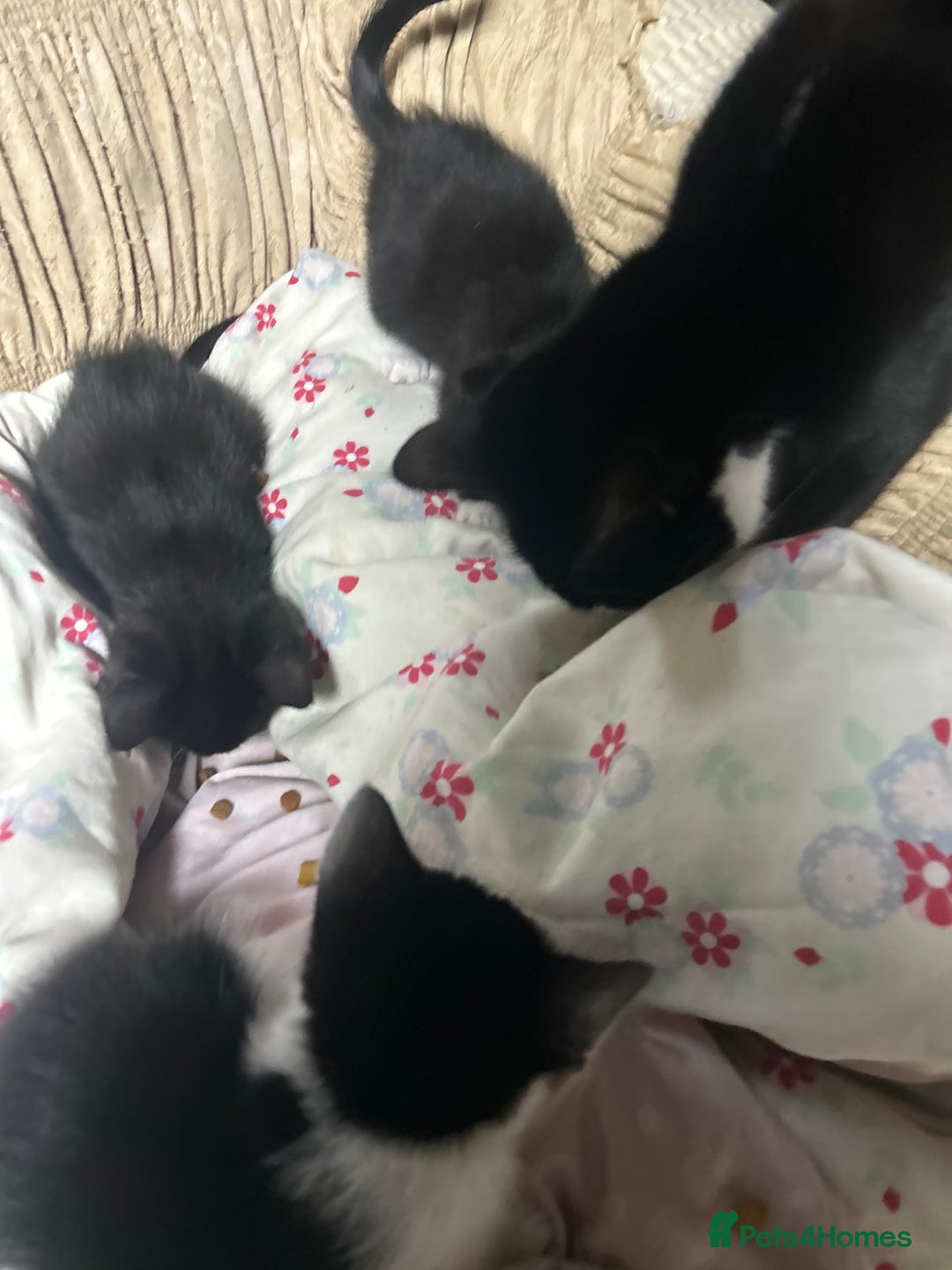 Korat cats for sale: 3 beautiful kittens for sale!!! - Advert 1