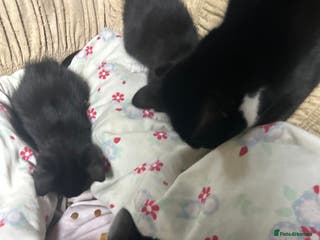 Korat cats 3 beautiful kittens for sale!!! - Advert 1
