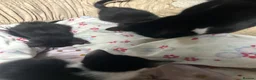 Mixed Breed cats for sale: 3 beautiful kittens for sale!!! - Advert 1