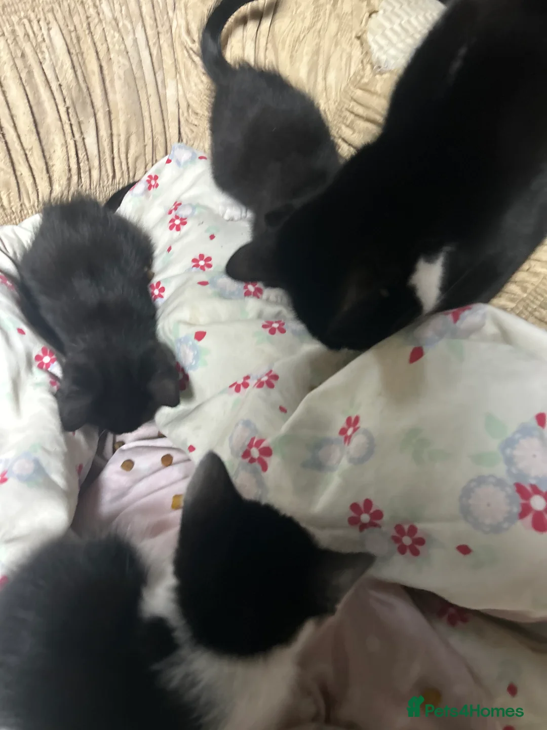 Mixed Breed cats for sale: 3 beautiful kittens for sale!!! - Advert 1