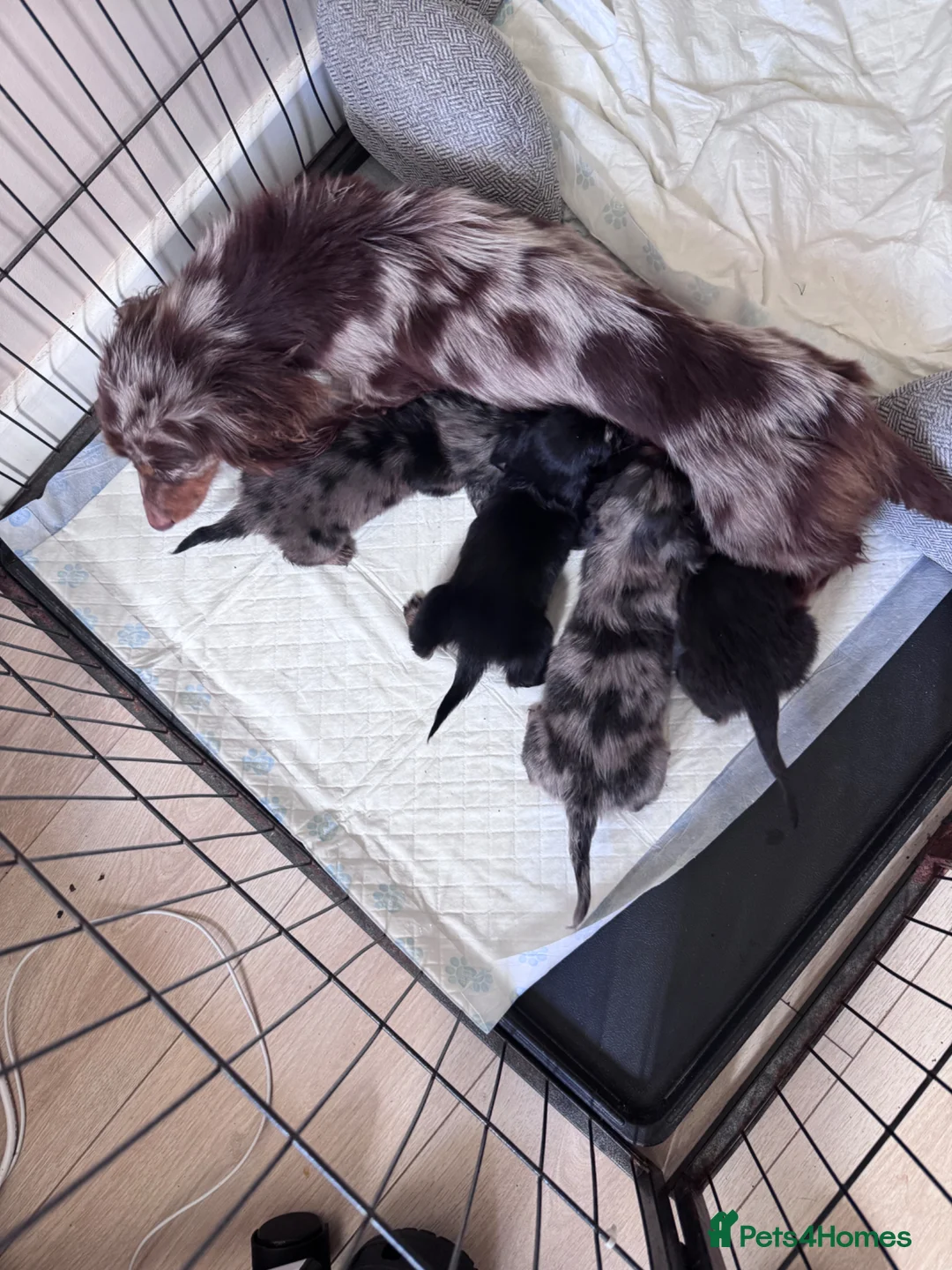 Miniature Dachshund dogs for sale: Miniature long haired dachounds  - Advert 17