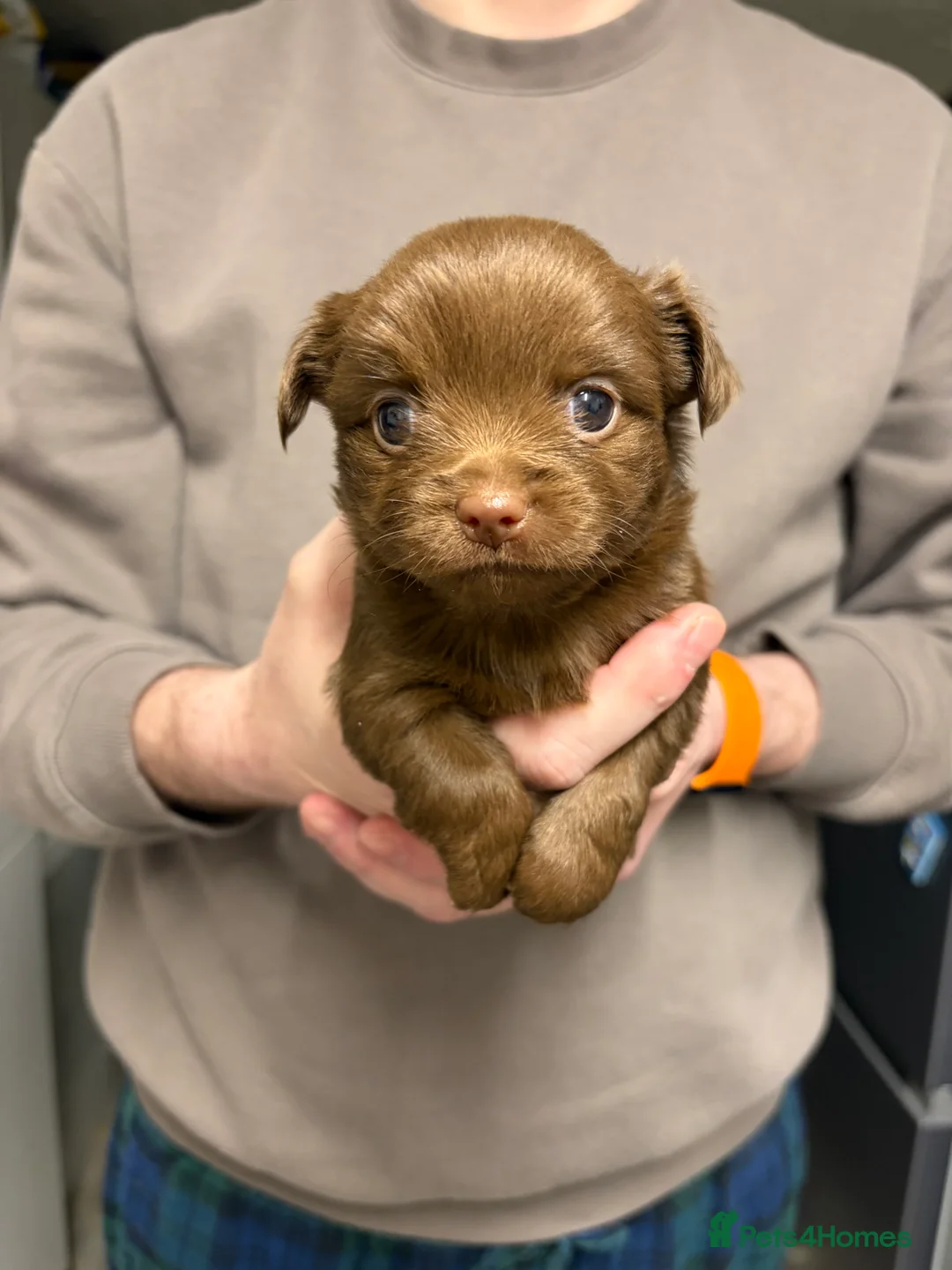 Chihuahua dogs for sale: One solid chocolate female chihuahua left!! ⭐️⭐️⭐️ - Advert 25