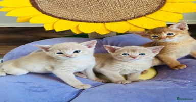 Abyssinian cats - Advert 2