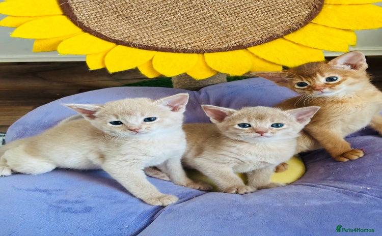Abyssinian cats - Advert 7